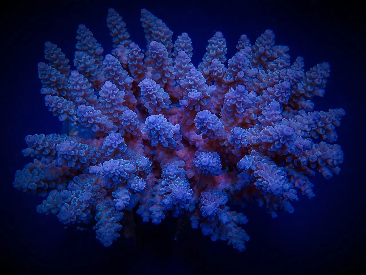 Acropora spp. (Blue) | S