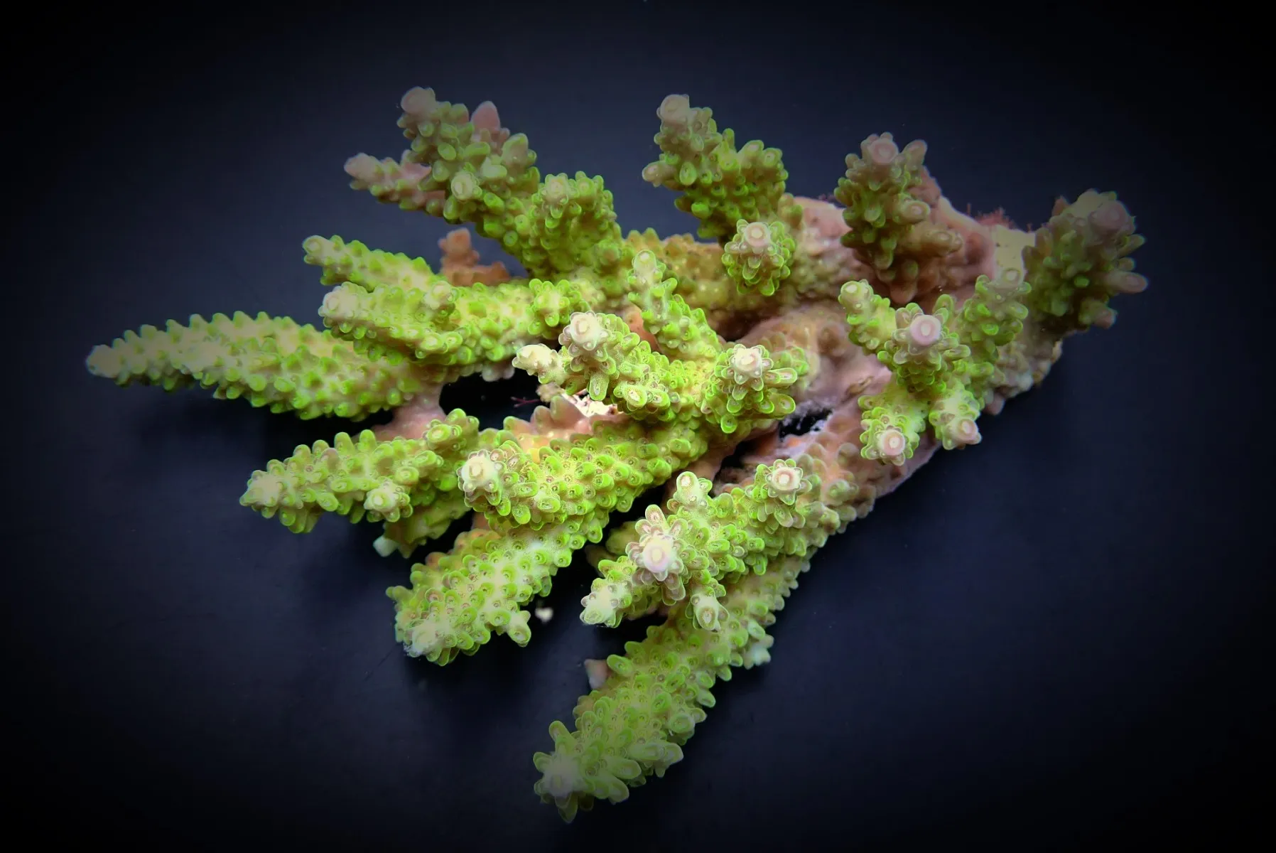Acropora spp. (Green) | L