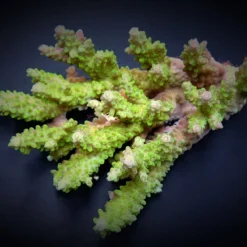 Acropora spp. (Green) | XL