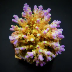 Acropora spp. (Maricultured) (Ultra) | M