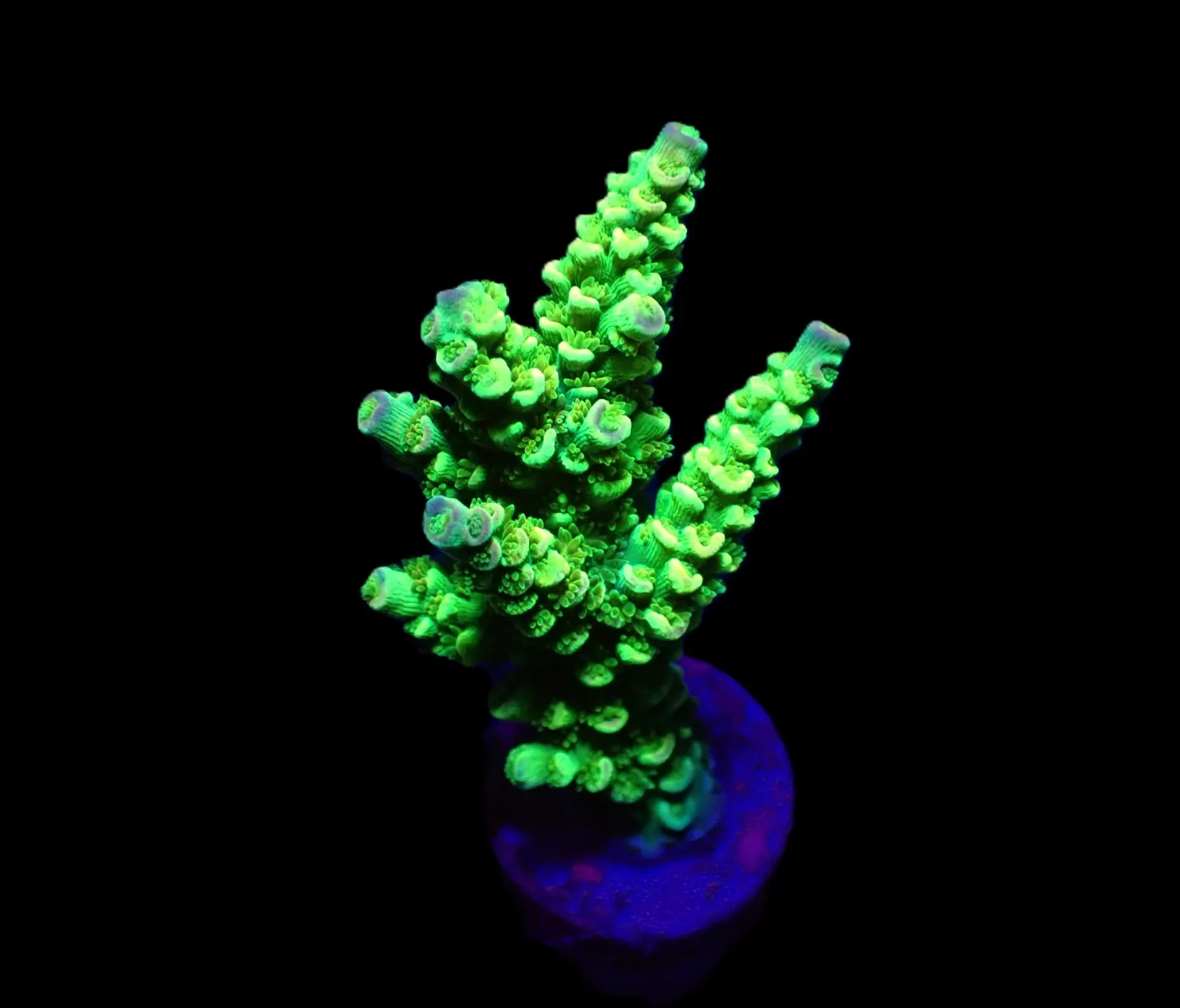 Acropora tenuis (Greenish) (frag) | FRAG