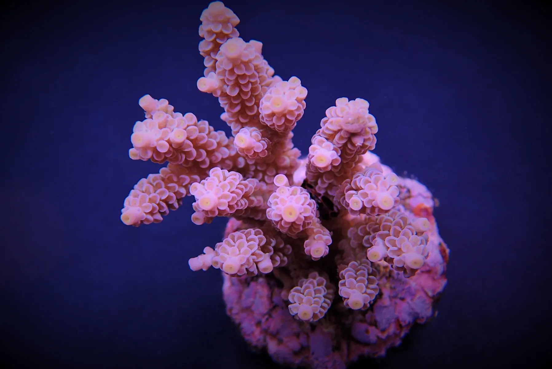 Acropora tenuis (Pinkish) | XL