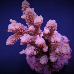 Acropora tenuis (Pinkish) | S