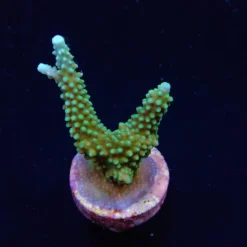 Acropora yongei (frag) | FRAG