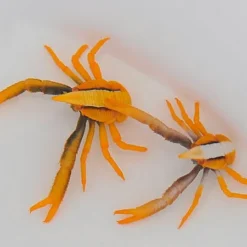 Allogalathea elegans (Premium color) | All sizes