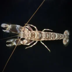 Alpheus bellulus | All sizes