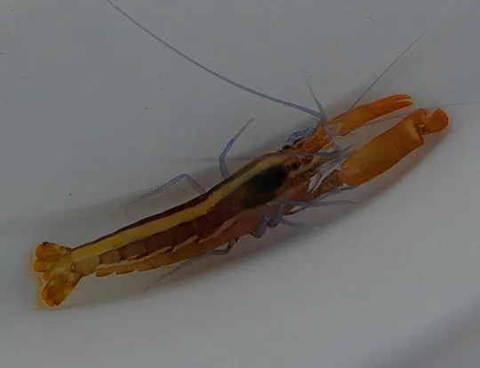 Alpheus formosus | All sizes