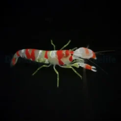 Alpheus randalli | All sizes