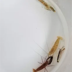 Alpheus spp. | All sizes