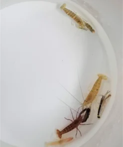 Alpheus spp. | All sizes