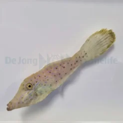 Aluterus scriptus | M