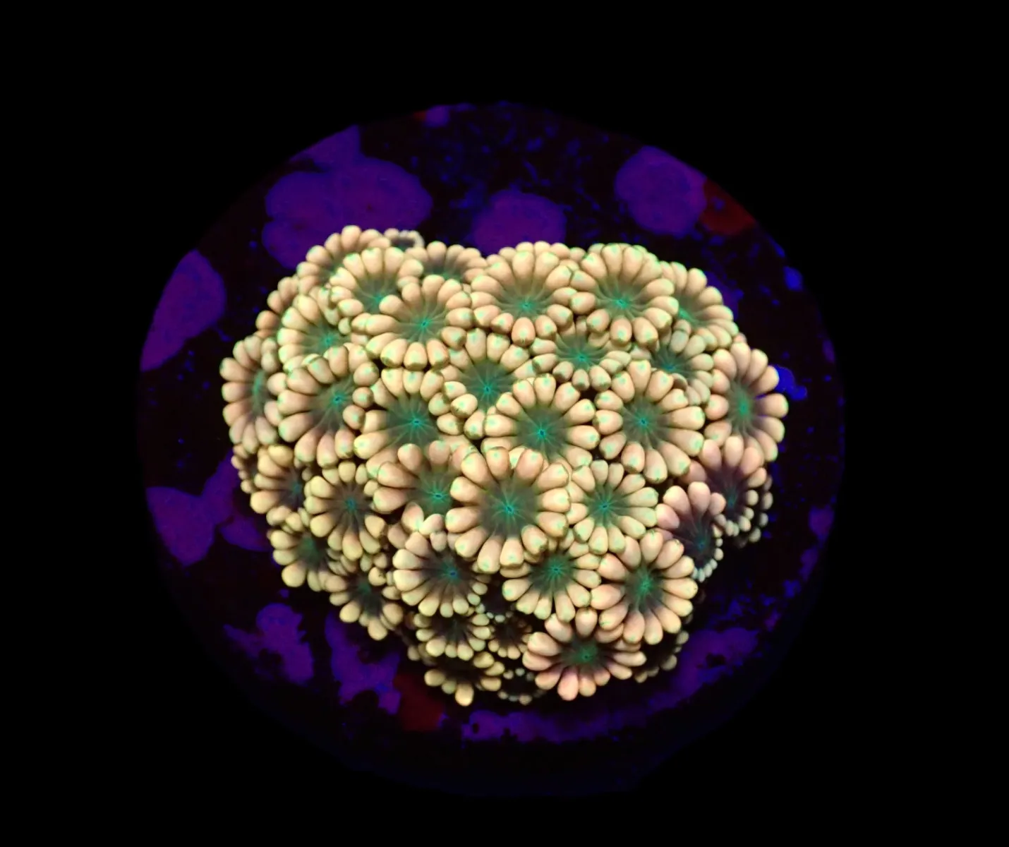 Alveopora spp. (Ultra) (frag) | FRAG