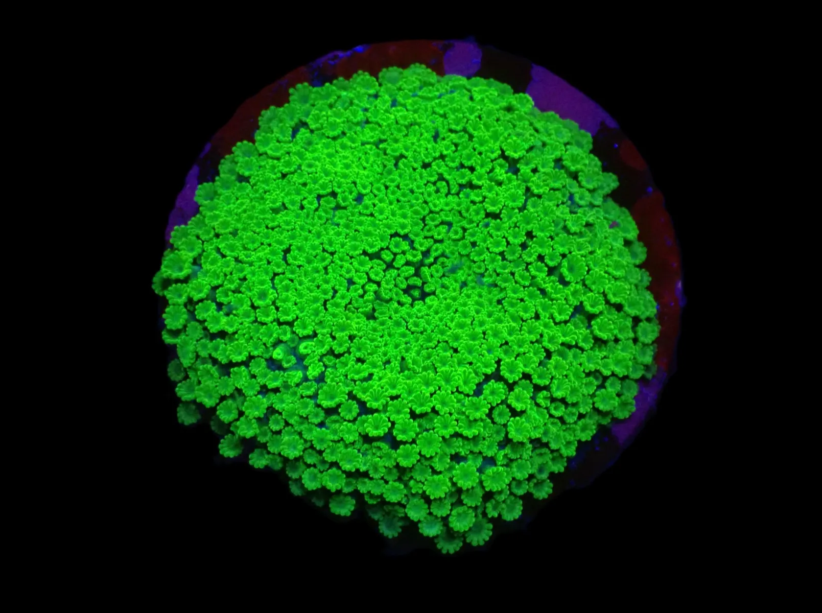 Alveopora spongiosa (Green) (frag) | FRAG