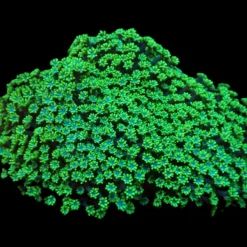 Alveopora spongiosa (Green) | T