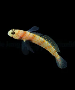 Amblyeleotris guttata | All sizes