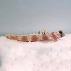 Amblyeleotris latifasciata | All sizes