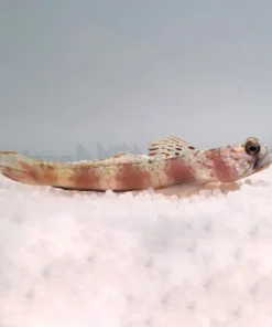 Amblyeleotris latifasciata | All sizes
