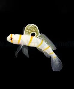 Amblyeleotris randalli | M