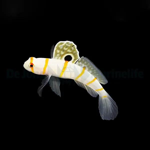 Amblyeleotris randalli | M