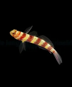 Amblyeleotris wheeleri | All sizes