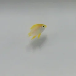 Amblyglyphidodon aureus | All sizes