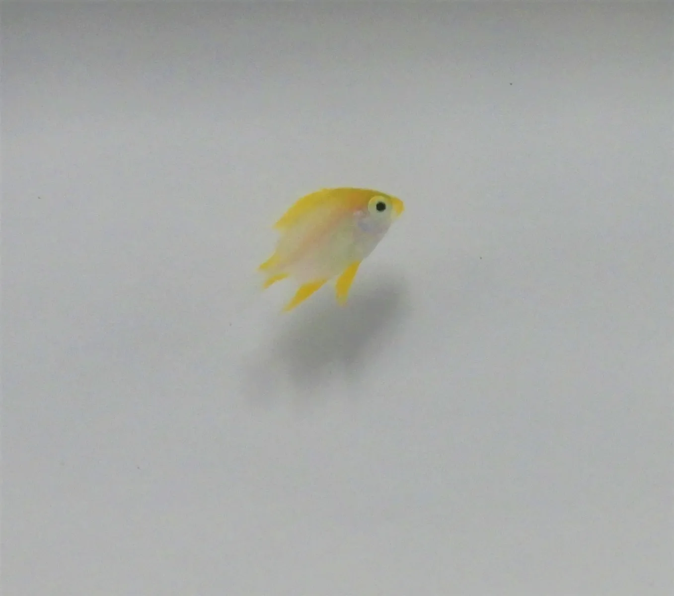 Amblyglyphidodon aureus | All sizes