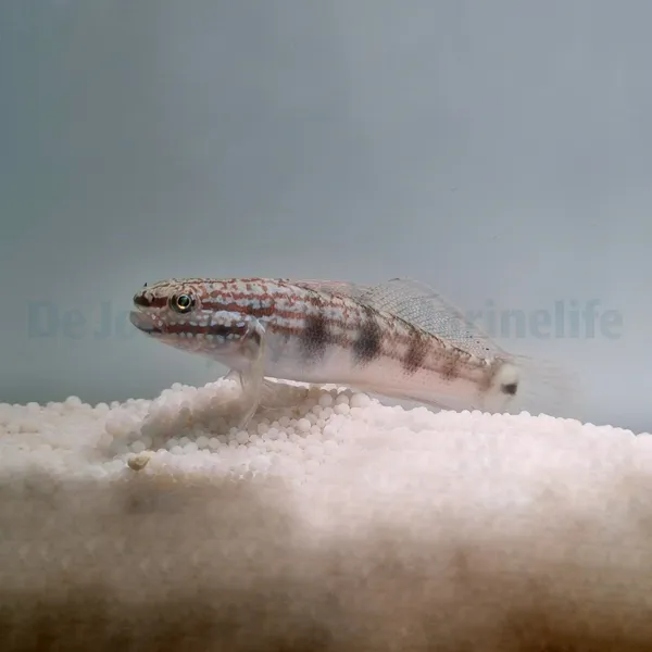 Amblygobius buanensis - T.B. | All sizes