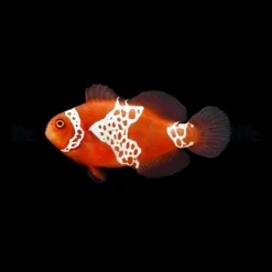 Amphiprion biaculeatus - gibbosus (Lightning) - DJM Bred | All sizes