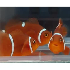 Amphiprion gibbosus (Morscode) - DJM Bred | All sizes