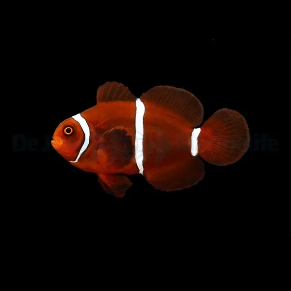 Amphiprion biaculeatus - DJM Bred | All sizes
