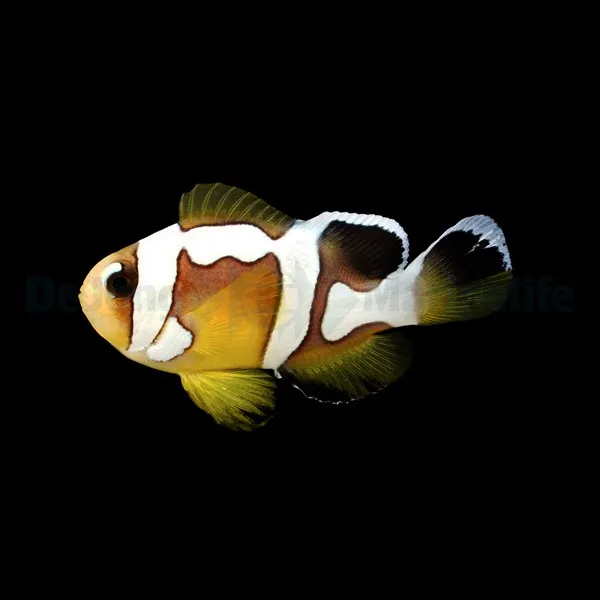 Amphiprion bicinctus (Spotcinctus Premium) - DJM Bred | All sizes