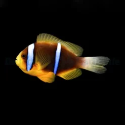 Amphiprion chrysopterus | L