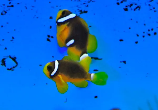 Amphiprion clarkii (Black Deluxe) - T.B. | All sizes
