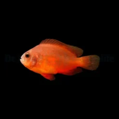 Amphiprion ephippium - DJM Bred | All sizes