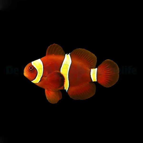 Amphiprion epigrammata | S