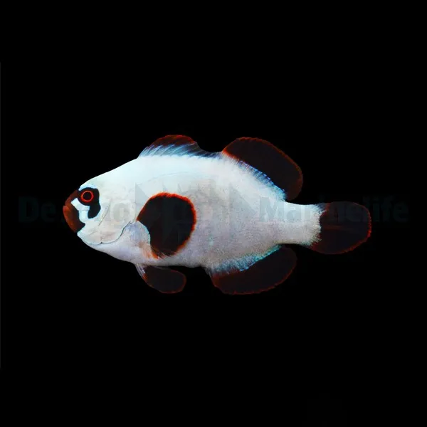 Amphiprion epigrammata (Gold Nugget) - DJM Bred | All sizes