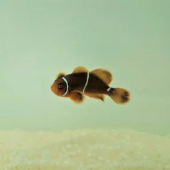 Amphiprion gibbosus - DJM Bred | All sizes