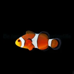 Amphiprion ocellaris - DJM Bred | All sizes