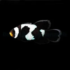 Amphiprion ocellaris (Longfin Black Snowflake) - DJM Bred