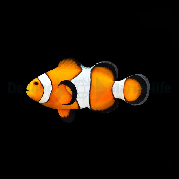 Amphiprion ocellaris | S