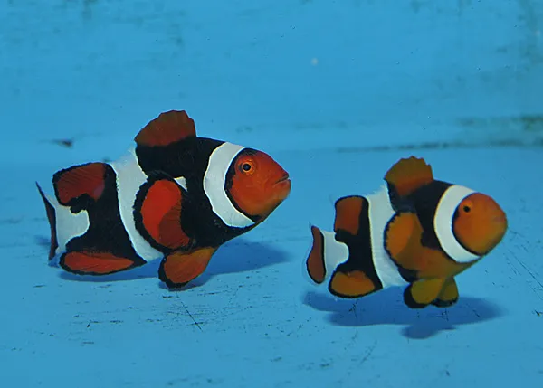 Amphiprion percula (Black) (PNG) (pair) | All sizes