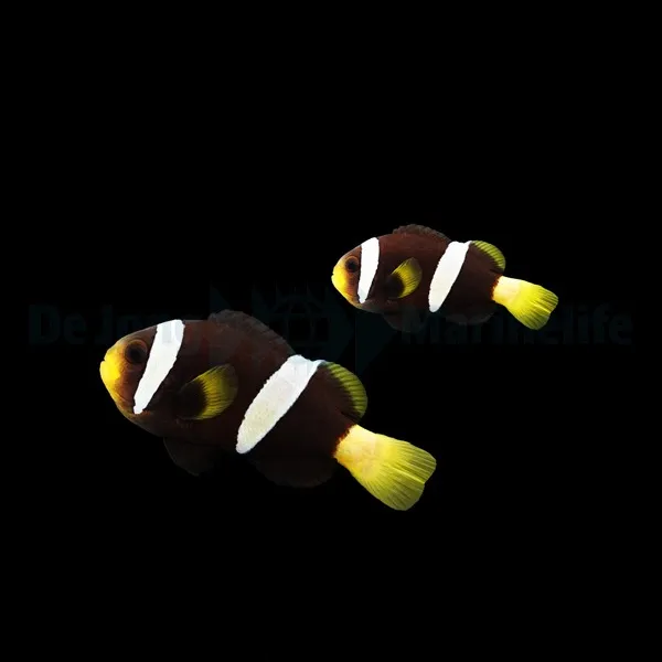 Amphiprion sebae (pair) | All sizes