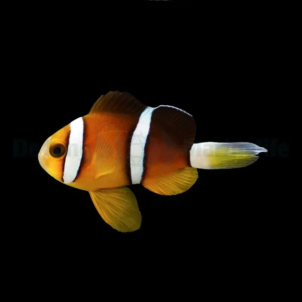 Amphiprion tricinctus | M/L