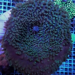 Amplexidiscus fenestrafer (Common)