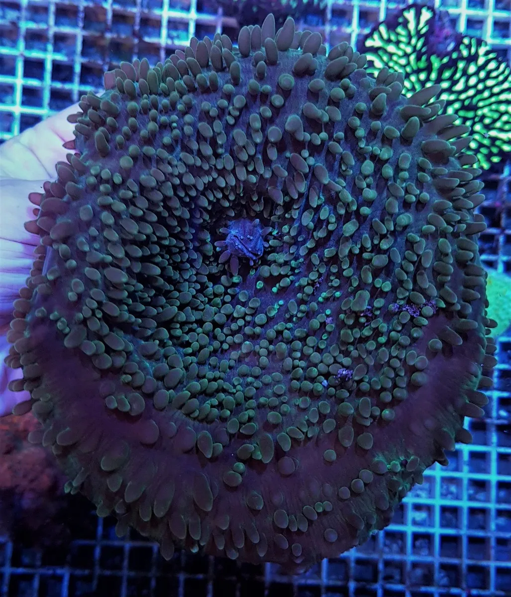 Amplexidiscus fenestrafer (Common) | XL