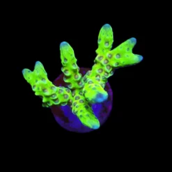 Anacropora spp. (Green Goblin) (frag) | FRAG