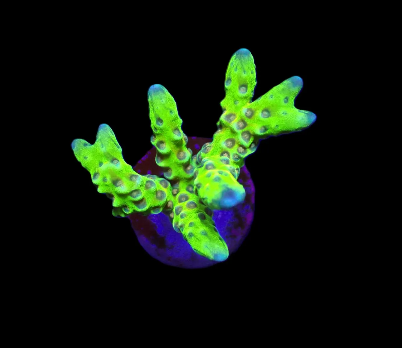 Anacropora spp. (Green Goblin) (frag) | FRAG