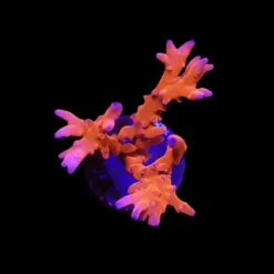 Anacropora spp. (TNT) (frag) | FRAG