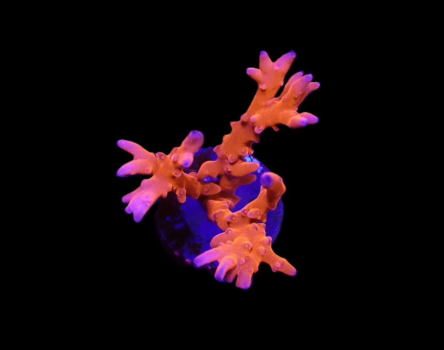 Anacropora spp. (TNT) (frag) | FRAG