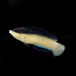 Anampses neoguinaicus | L